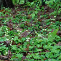 2025年6月4日(水)特別編　講師と歩く自然散歩「五十嵐博さんと赤い花を見に行こう♪」