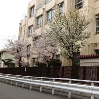 小学校の桜が・・・