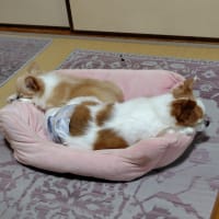父母の会OGランチは欠席します