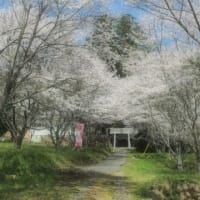 2024桜巡り(壱)