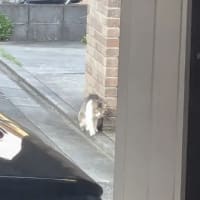 クリンへの想いは尽きなくて・・・292