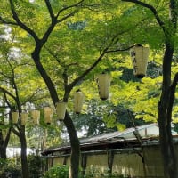 「伊豆榮 梅川亭」の青もみじ