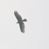 10/02探鳥記録写真　五島：大瀬崎への鳥見行-2（ハチクマの模様、）
