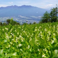 入笠山湿原の”すずらん祭り”
