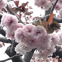 桜の彩度