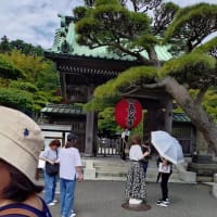 紫陽花見物です
