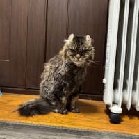 20250628の猫たちと時々犬
