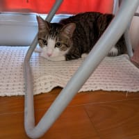 クリンへの想いは尽きなくて・・・303