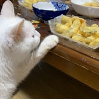白身魚の天ぷら食べたいニャ♪ #白猫 #猫 #保護猫 #cat #CatsOfTwitter