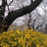 井の頭公園＾＾。