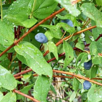 やっと夏本番⁉️