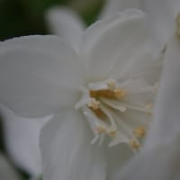 真っ白の 2センチにも満たない、小さな花！ヒメウツギです　(*_*;