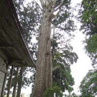 石動神社の親スギ