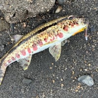 5月の釣りまとめ
