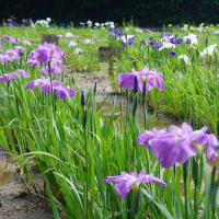 伊勢市「二見しょうぶロマンの森の花菖蒲と紫陽花」見てきました～(^^)  2025