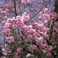 だいや川公園の桜