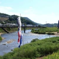大和川河川敷で泳ぐ　“こいのぼり”・JR関西本線（奈良県）