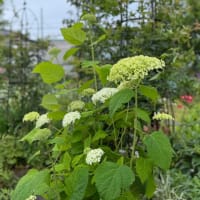 気になる草むしりと　楽しみたいデコパージュ