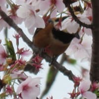 桜＆野鳥
