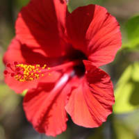 今朝、外へ出たならば､一際目立つ赤色の花が見えた、ハイビスカスの開花です、今年二度目の開花です、ハイビスカスは夕方には萎んでしまいます、一日花です儚い命。