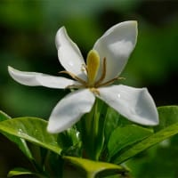 16日、京都府立植物園からの真夏日便り＆癌治療