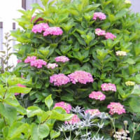 季節の花はバラとアジサイ＊やはり地植えですね＊