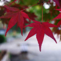 紅く。。。