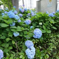 御池ブルーを撮りに行って来た・・・・・。('◇')ゞ