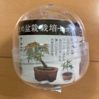 趣味、盆栽始めます。
