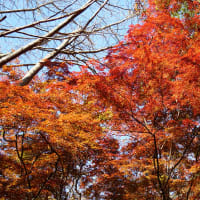 獅子舞紅葉2016
