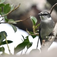 奄美大島の野鳥