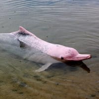 アマゾンカワイルカ