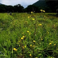 高原の散策路