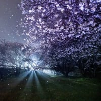 雨の夜の桜