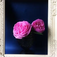 My Rose Garden 2017 ～貴婦人たちの競演～