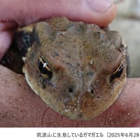 2025年6月29日（日）筑波山神社の風景　猛暑、それでも山好きの人は山に登る　