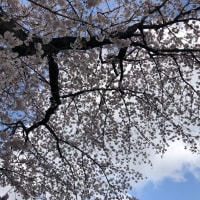 #それぞれの桜#花見#墓参り
