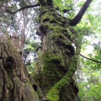 比婆山　(御陵)　写真①　2016.06.20　「277」