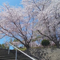 桜の花ももう見納め！