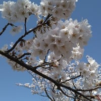 高田城址公園　夜桜
