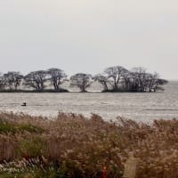 琵琶湖・湖北野鳥センター