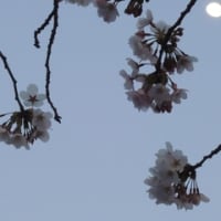 神田川沿いの桜、今年も満喫！