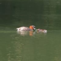 カイツブリの子育て
