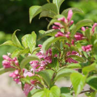 安達太良山の花