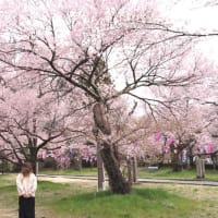 長野県上伊那地域へ桜を見に行きました　１