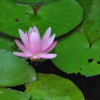 多摩川台公園あじさい園　　水生植物園の木道とハンゲショウと睡蓮　　　　10