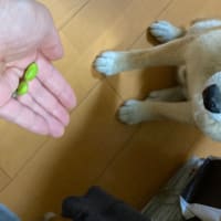 豆