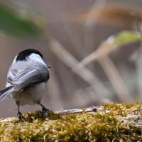ゴジュウカラ、コガラを撮影