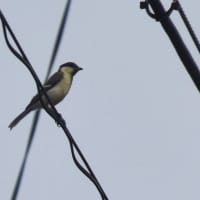 鳥