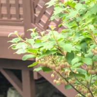 お散歩で自然観察と留守番カメラ映像